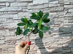 Фикус микрокарпа ЧЕРЕНОК
