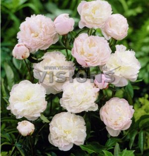 Blooming Life / Пион травянистый Ширли Темпл 2-3 почки | Пионы ...