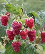 Малина Карамелька ремонтантная (Код: 81901)