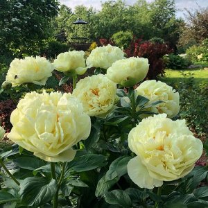 Пион Lemon Chiffon