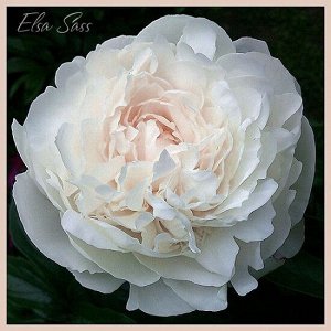 Европейские саженцы Пион Elsa Sass