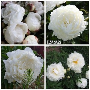 Европейские саженцы Пион Elsa Sass