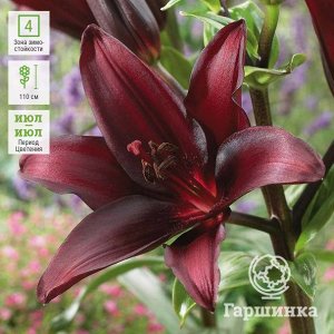 Лилия Цветок темно-бордового, почти черного цвета. Цветки направлены вверх, трубчатой формы с узкими лепестками, диаметр цветка 10-15 см. Высота растения 100-110 см.