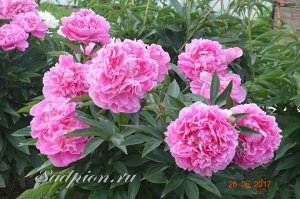 Европейские саженцы Пион Jacorma