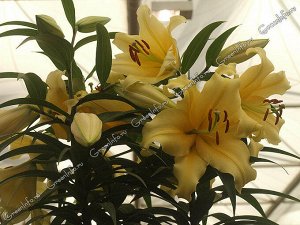 Лилия Цвет OR/YE. мощный ОТ-гибрид с очень ароматными цветками, кремово-оранжево-желтого цвета, на цветоносе распускается до 20 цветков.
Цветок гигантского размера, 30 см в диаметр.

Высота -150 см.