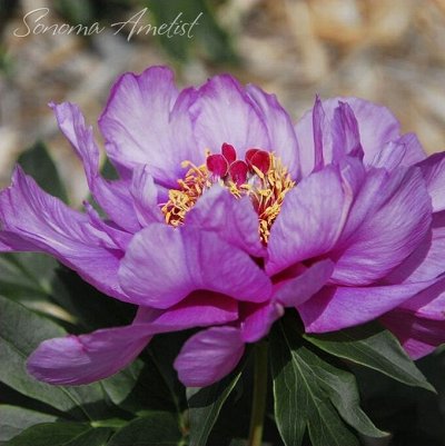 Фиолетово-сиреневые оттенки - Корни пионов предзаказ Весна 2025 ...