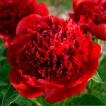 40 Red Charm