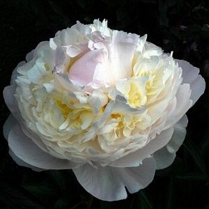 No name Blush Queen