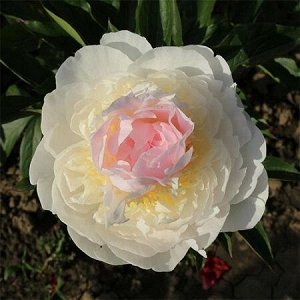 No name Blush Queen