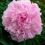 71 Sarah Bernhardt