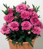 Гвоздика Oscar Pink Heart