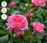 ЛЯ РОЗ ДЕ МОЛИНАР (LA ROSE DE MOLINARD) шраб