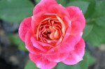 Сантенер де Лейле (Centenaire de L’Hay-les-roses)  Шраб