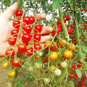 Помидом Помидоры — Sweet Aperitif — Сладкий Аперитив