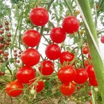 Помидоры — Sweet Aperitif — Сладкий Аперитив