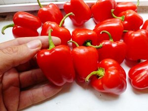 Перец Сладкий Mini Bell Red — Мини Белл Красный