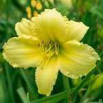 Лилейник Big Time Happy, саженец в горшочке.