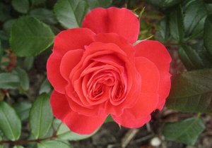 Саженец розы Маниту (Manitou)