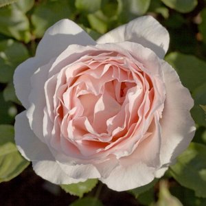 Саженец розы Андрэ ле Нотре (Andre  le  Notre)