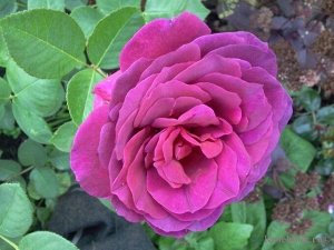 Саженец розы Биг Перпл (Big Purple)