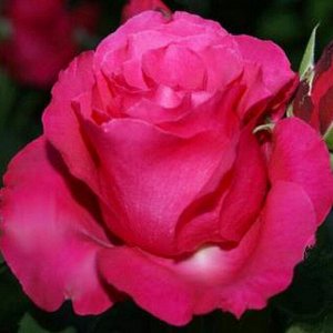 Саженец розы Виен Роуз (Vien Rose)