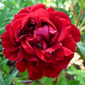 Саженец розы Изабель Ренесанс (Isabelle Renaissance)