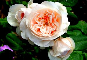 Саженец розы Клэр Роуз (Claire Rose)