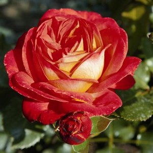 Саженец розы Мидсаммер (Midsummer)