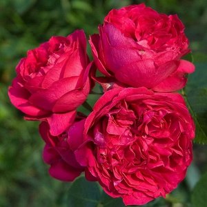 Саженец розы Ред Еден Роуз (Red Eden Rose)