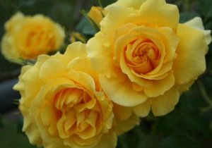 Саженец розы Римоза (Rimosa Climbing)