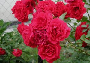 Саженец розы Симпатия (SYMPATHIE)