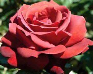 Саженец розы Терракота (Terracotta)