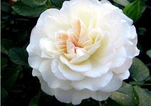 Саженец розы Уайт Мейдиланд (White Meidiland)