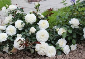 Саженец розы Уайт Мейдиланд (White Meidiland)