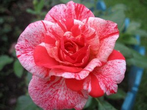 Саженец розы Филателия (Philatelie)