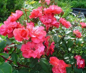 Саженец розы Цикламен (Cyclamen)