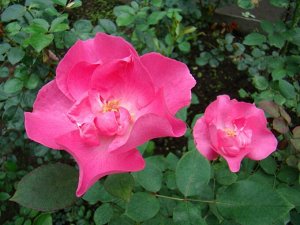 Саженец розы Цикламен (Cyclamen)