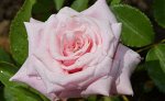 БЛОССОМТАЙМ (BLOSSOMTIME) плетистая роза