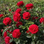 БОРДО КОРДЕС (KORDES’ROSE BORDEAUX) Флорибунда