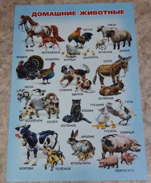 Плакат обучающий Домашние животные