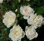 КРЕМ ШАНТИЛЬИ (CRÈME CHANTILLY) флорибуна