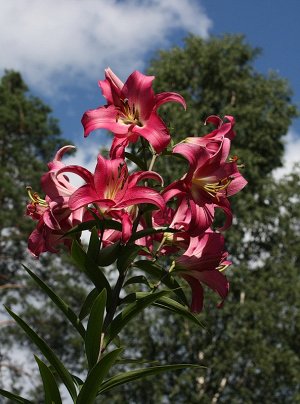 Лилия Цвет PINK. Высота растения: 100-120 см
Диаметр цветка: 20 см