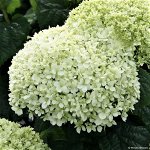 Гортензия древовидная Bella Ragaza Limetta