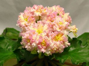 ЛЕ - Злато Скифов