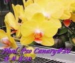 Phal. Pzo Canary#26 
