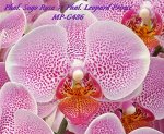 Phal. Sogo Rosa ? Phal. Leopard Prince 