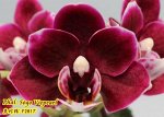 Phal.  Viepearl MC