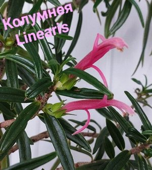 Колумнея Природный вид. Кустовая форма. Цветки крупные, около 4-5 см длиной, трубчатые, опушённые, яркого пурпурно-розового окраса с более светлым капюшоном. Листья тёмно-зелёные, черешковые, узкие, з
