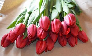 Strong Red (ярко красные алые)