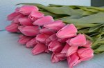 First Rosy (светло розовые, нежные)